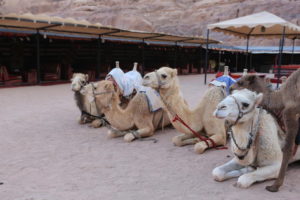 Sun City Camp Hotel Wadi Rum Exterior photo